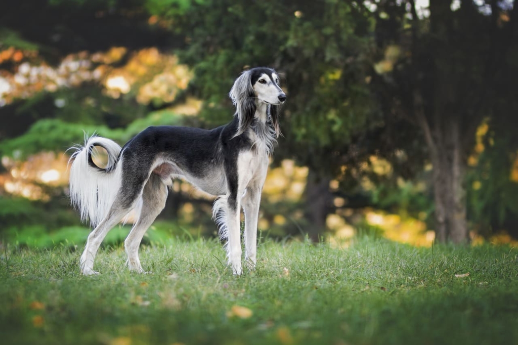 Saluki Dog | 5 Types, Price, Breed Profile, Behaviour, Facts 7 Saluki Dog