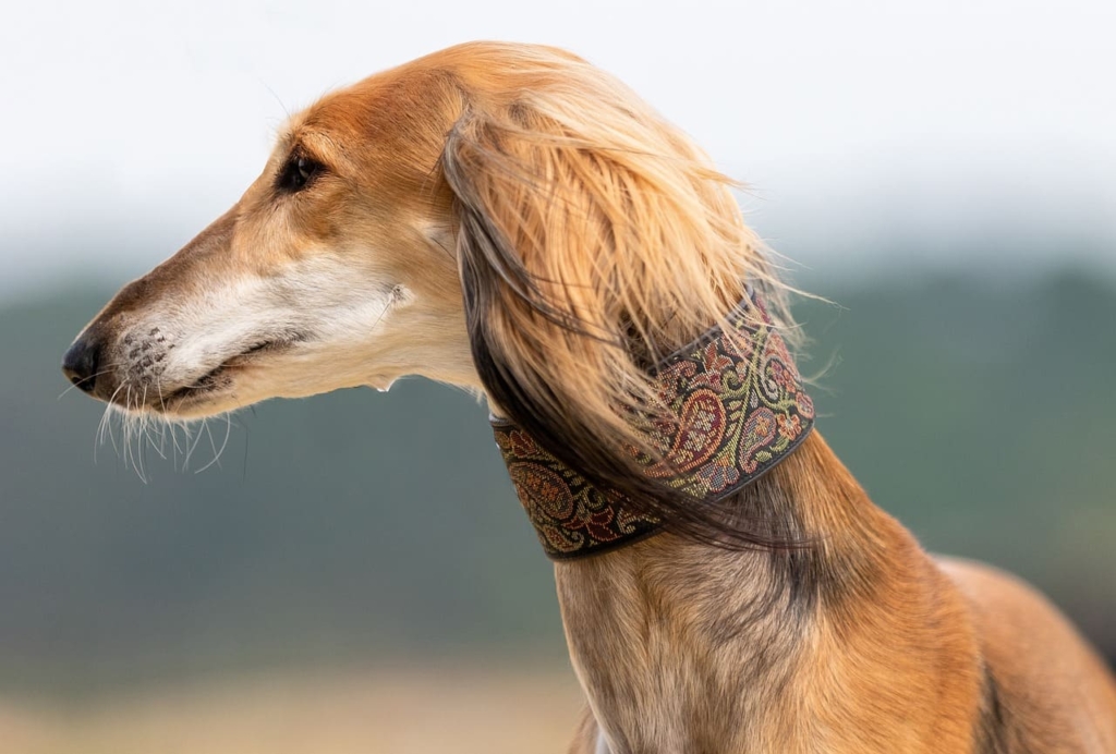 Saluki Dog | 5 Types, Price, Breed Profile, Behaviour, Facts 9 Saluki Dog