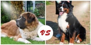 St Bernard Vs Bernese Mountain Dog