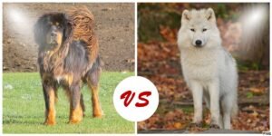 Tibetan Mastiff Vs Wolf