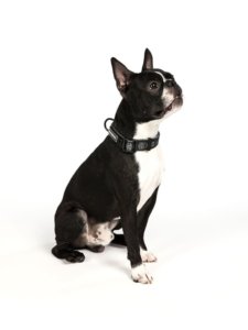 Boston Terriers Dog Breed