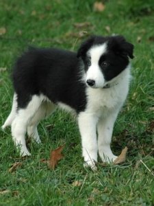 Karelian Bear Dog