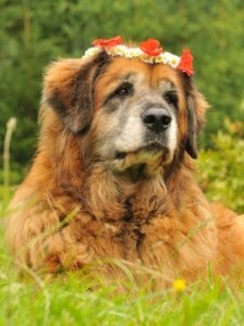Leonberger Dog