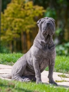 Shar Pei Dog