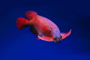 Arowana Fish