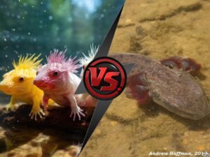 Axolotl VS Mudpuppy