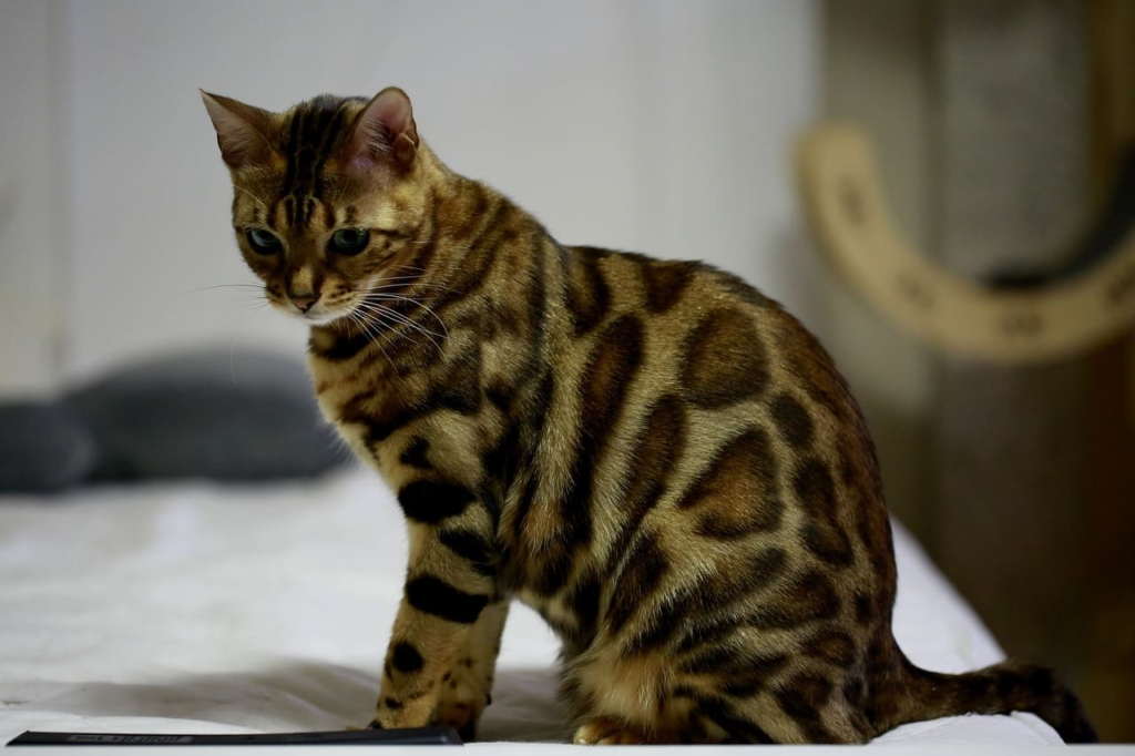 Bengal Cat Breed BestToPets 3