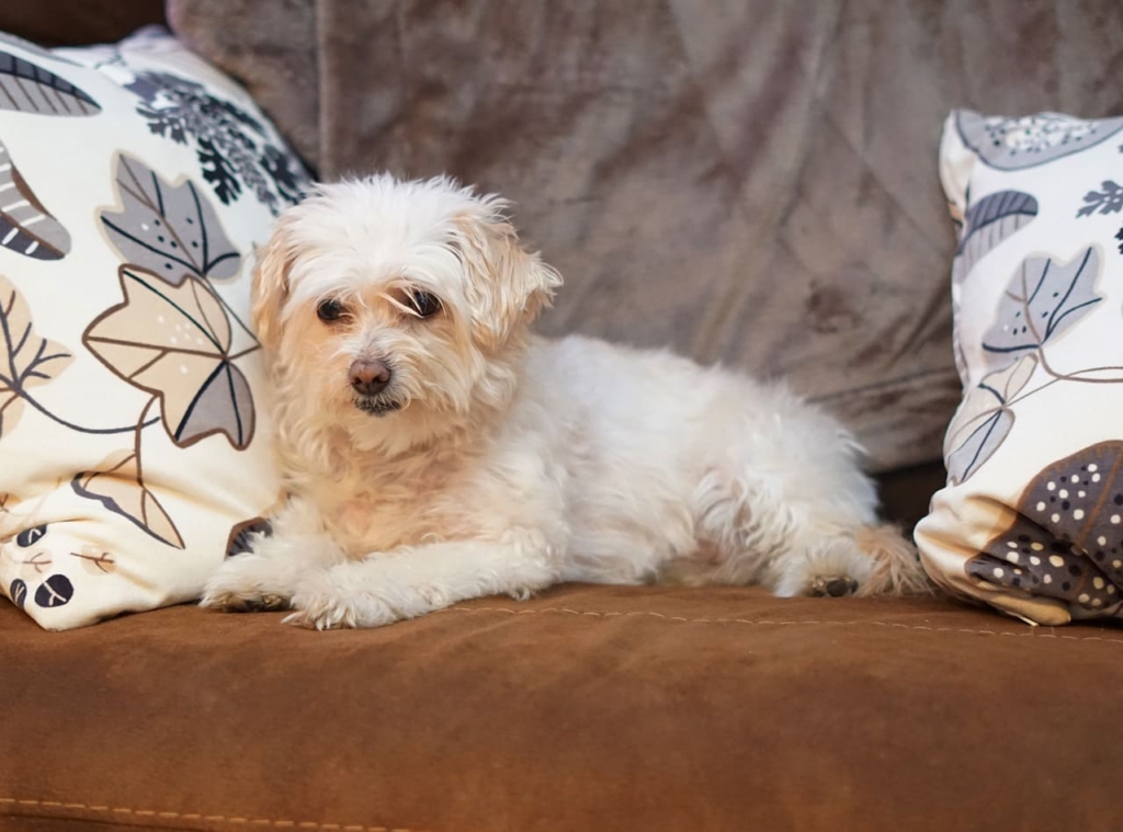 Bichon Frise Dog | Breed Profile, Types, Price, 10 Facts, Care Tips, Health Issues 23 Bichon Frise Dog