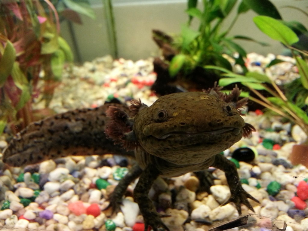 Black Axolotl