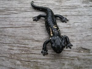 Black Axolotl