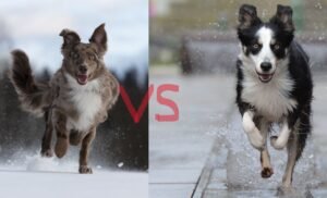 Border Collie vs Australian Shepherd