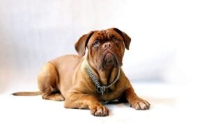 Bullmastiff Dog