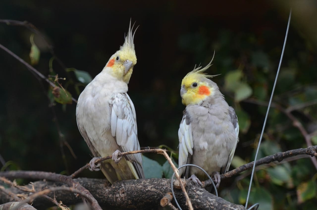 Cockatiel Bird