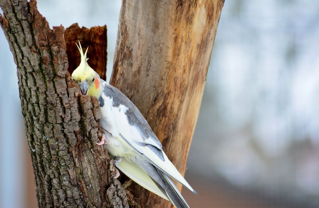 Cockatiel Bird