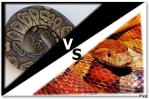 Corn Snake VS Ball Python