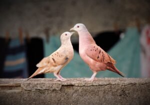 Dove Bird