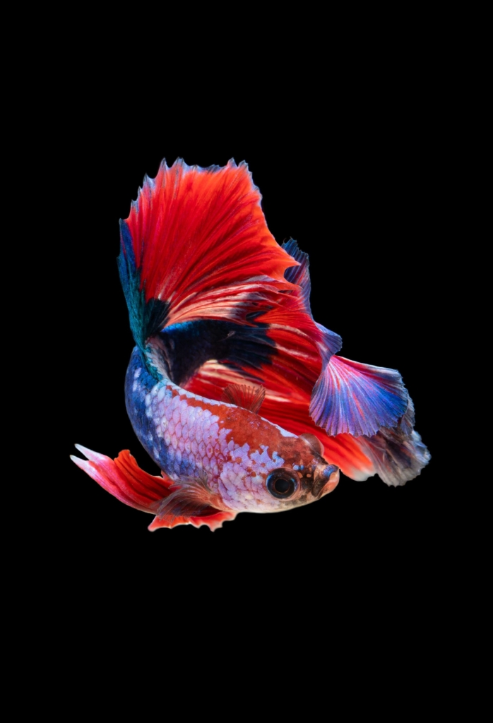 Fighter Fish
