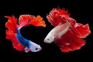 Fighter Fish