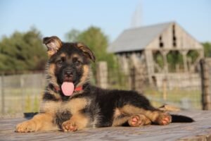 German Shepherd Puppies