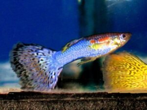 Guppy Fish