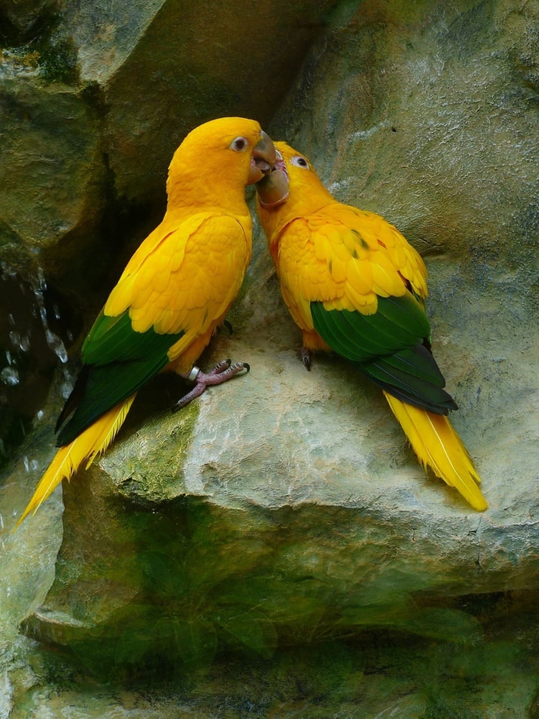 Love Birds