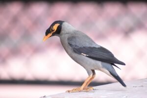 Myna Bird