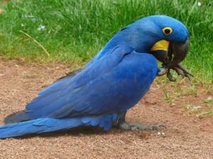 Purple Hyacinth Macaw