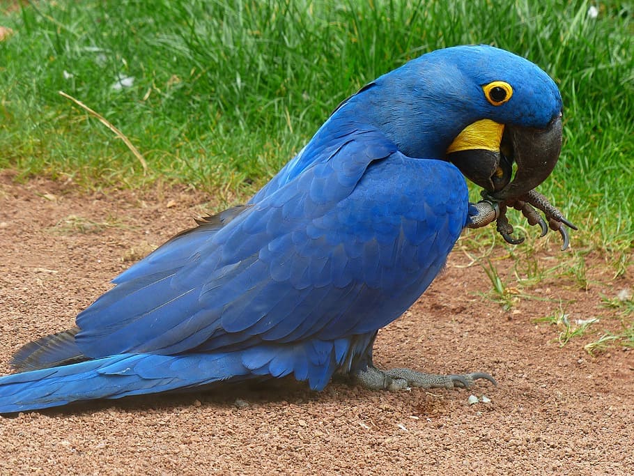 881 Hyacinth Macaw Stock Photos, High-Res Pictures, and Images - Getty  Images