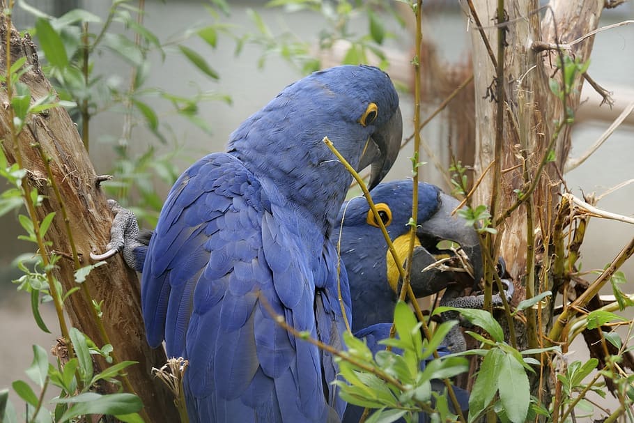 Purple Hyacinth Macaw