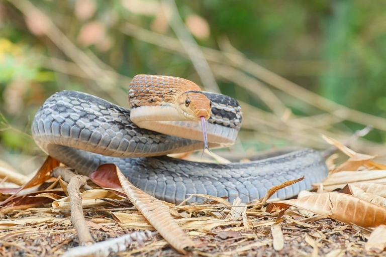 Rat Snakes | Characteristics, 40 Types, Behaviour, Facts