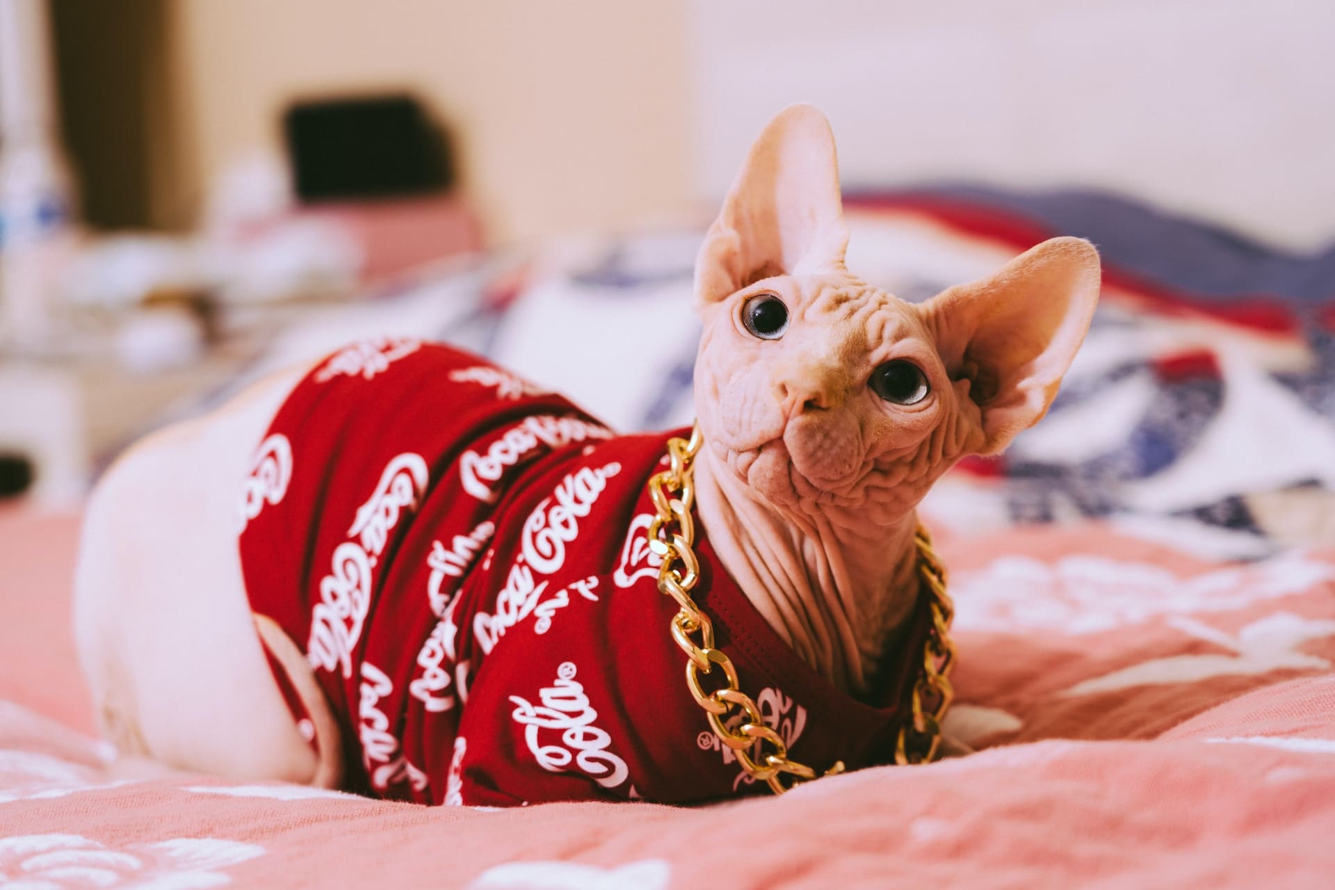 Sphynx Cat Breed img BestToPets 15