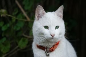 Turkish Angora