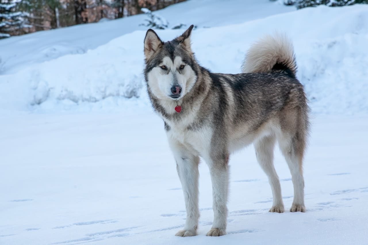 Wolf Dog | Breed Information, Price, 20 Types, Facts, Care