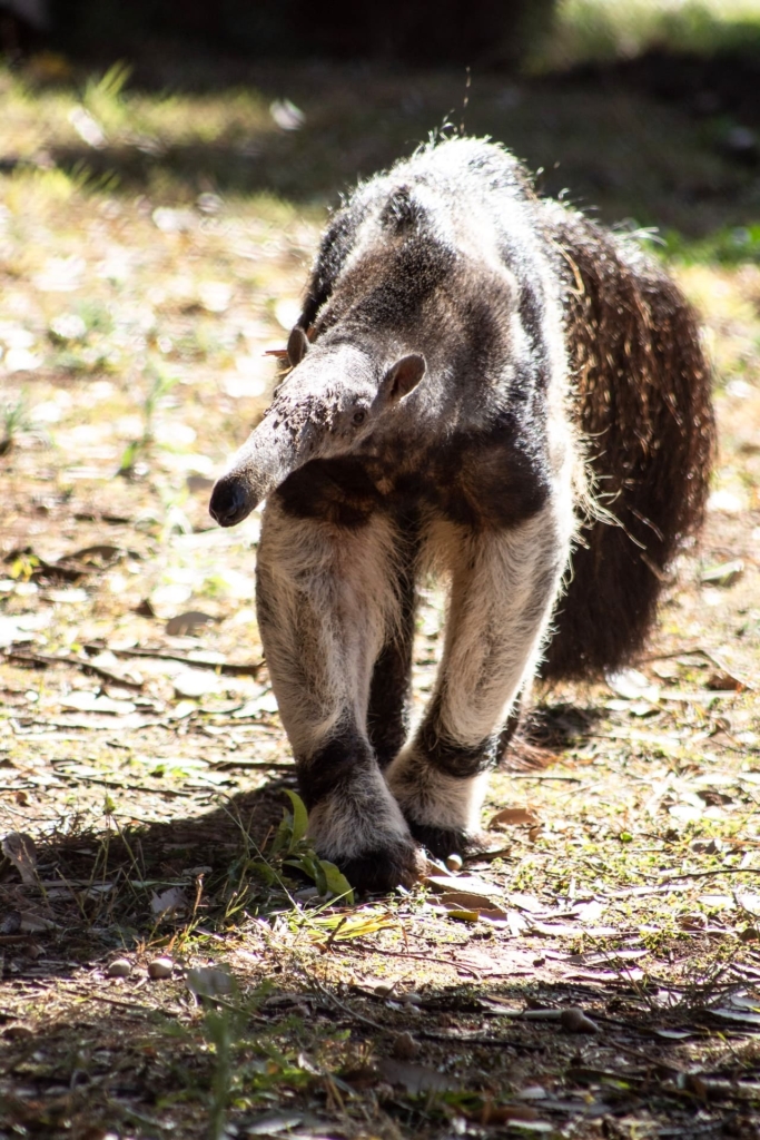 Anteaters | Habitat, 6 Types, Facts, Care Tips, Food, Lifespan 3 Anteaters