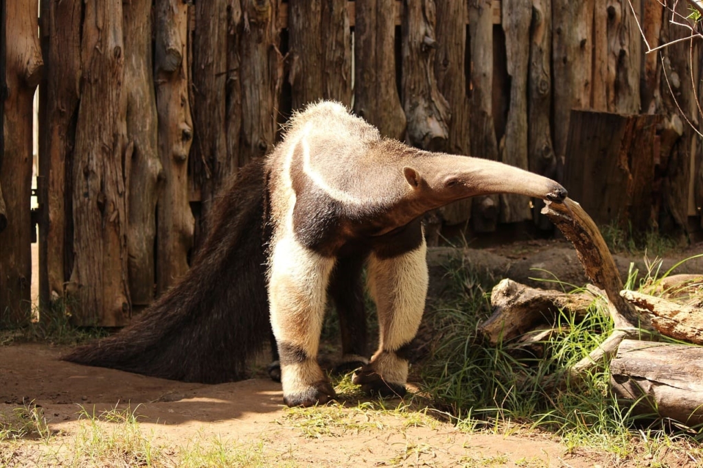 Anteaters | Habitat, 6 Types, Facts, Care Tips, Food, Lifespan 7 Anteaters