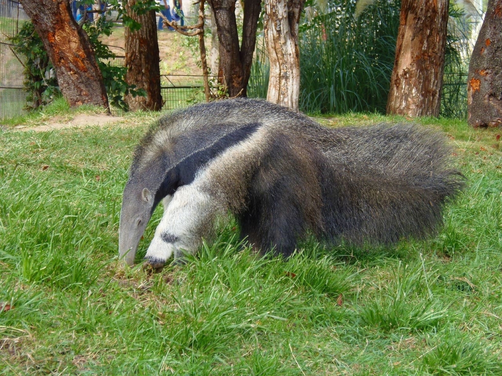 Anteaters | Habitat, 6 Types, Facts, Care Tips, Food, Lifespan 2 Anteaters