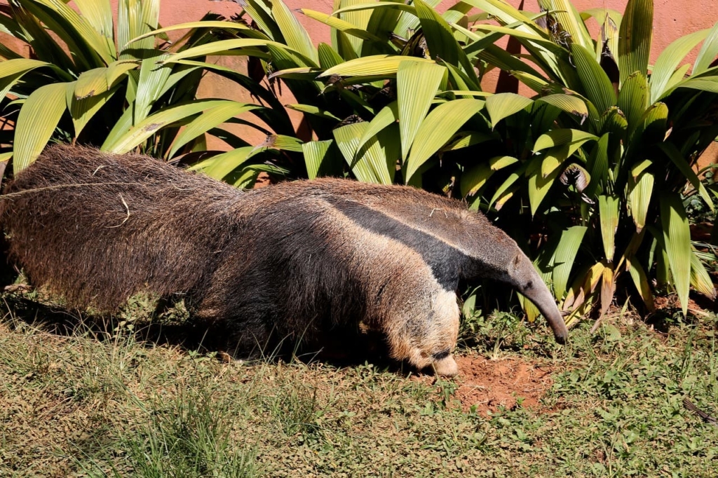 Anteaters | Habitat, 6 Types, Facts, Care Tips, Food, Lifespan 9 Anteaters