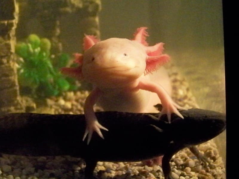 Axolotls Fish Breed