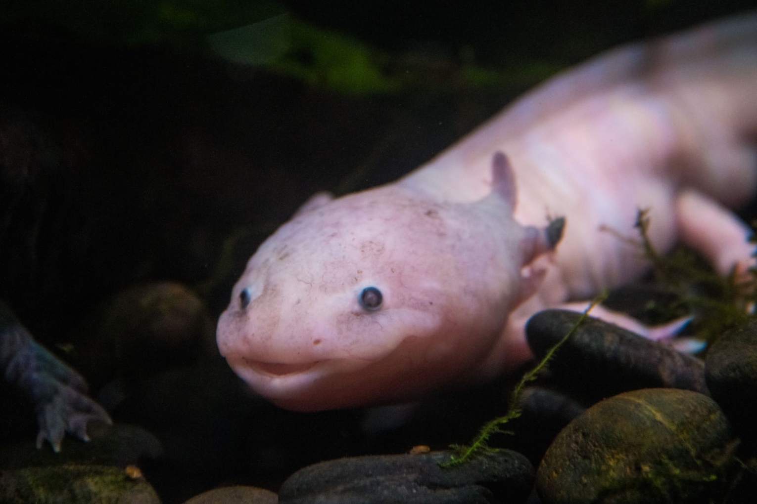 Axolotls Fish Breed