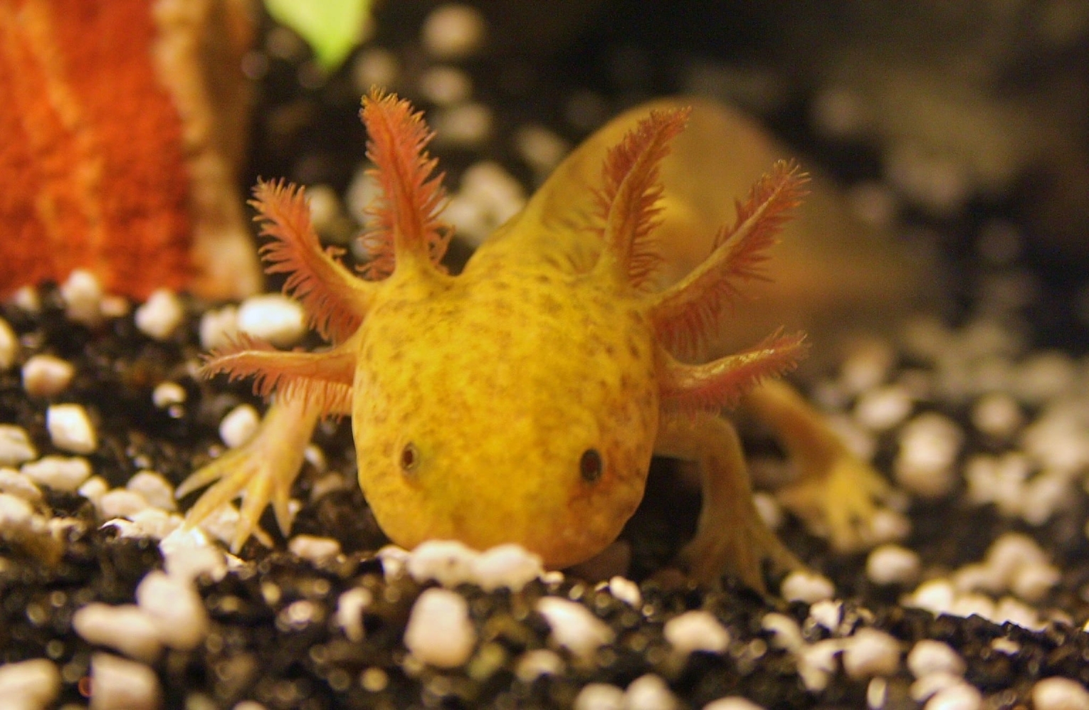 Axolotls Fish Breed