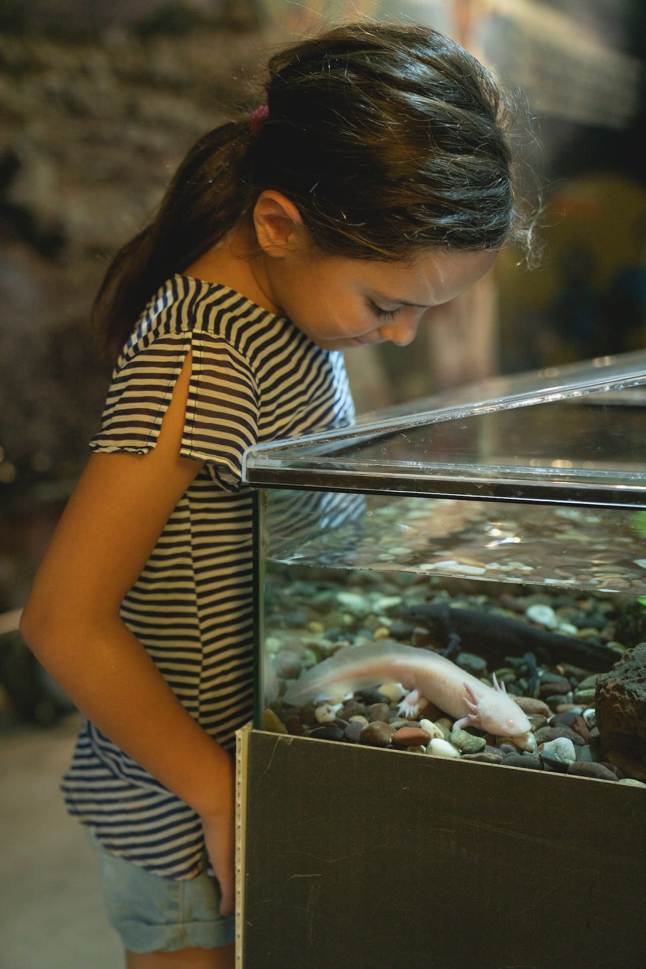 Axolotls Fish Breed