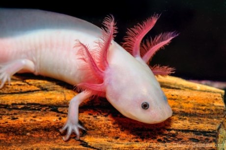 Axolotls Fish Breed