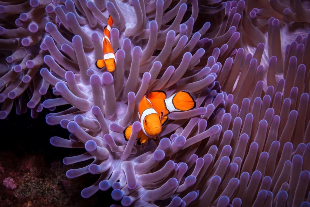 Clownfish | Fish Breeds, 8 Types, Price, Care Tips, Food, Facts, Health Issues 12 Clownfish