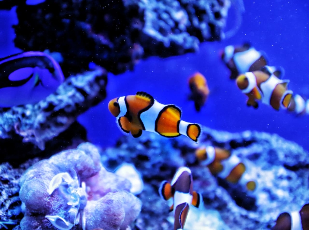 Clownfish | Fish Breeds, 8 Types, Price, Care Tips, Food, Facts, Health Issues 7 Clownfish