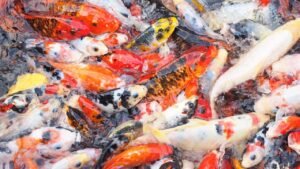 Frequently Asked Questions on Koi Fish, Koi Fish