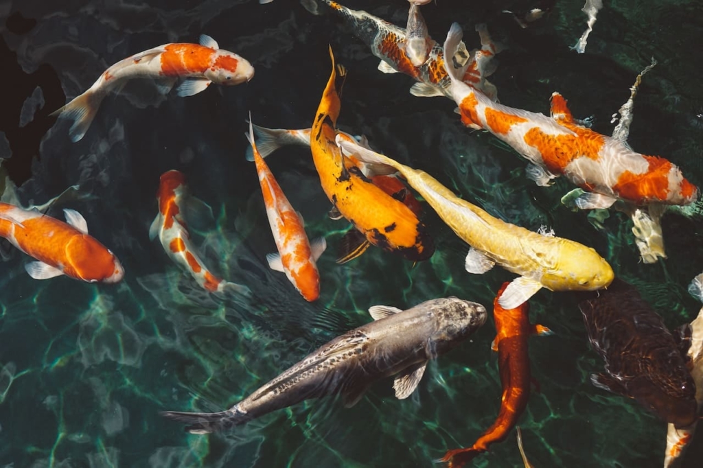 Frequently Asked Questions on Koi Fish
