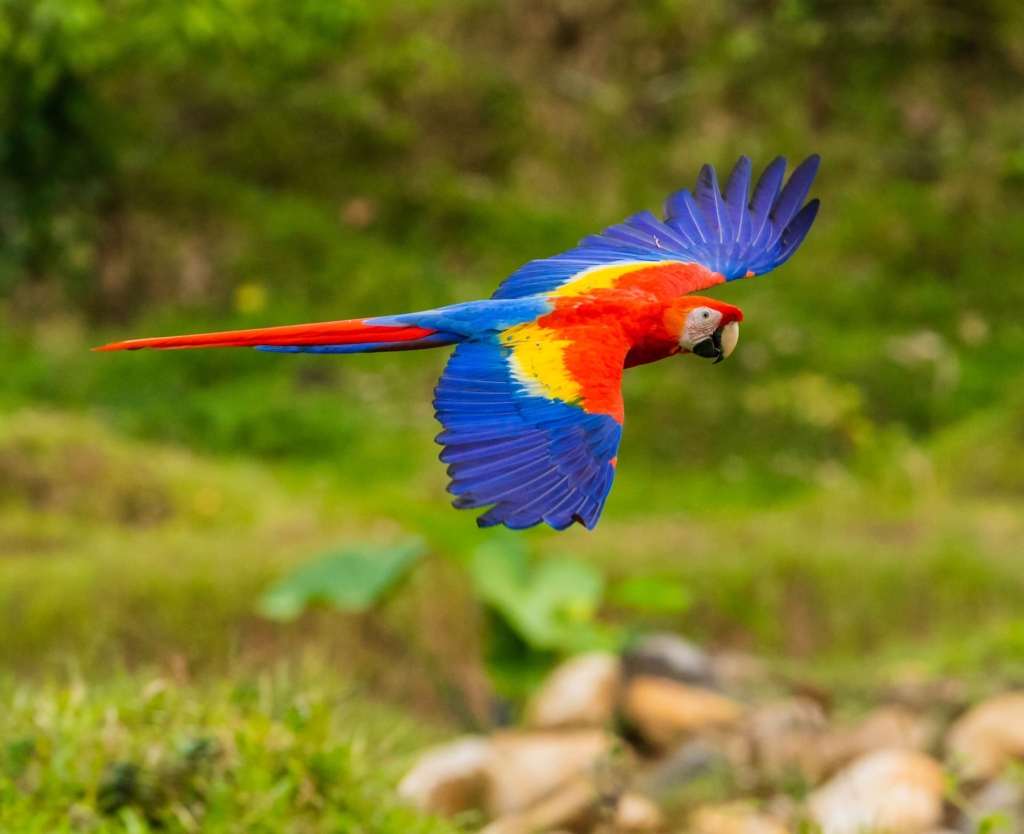 Macaws- Bird Species