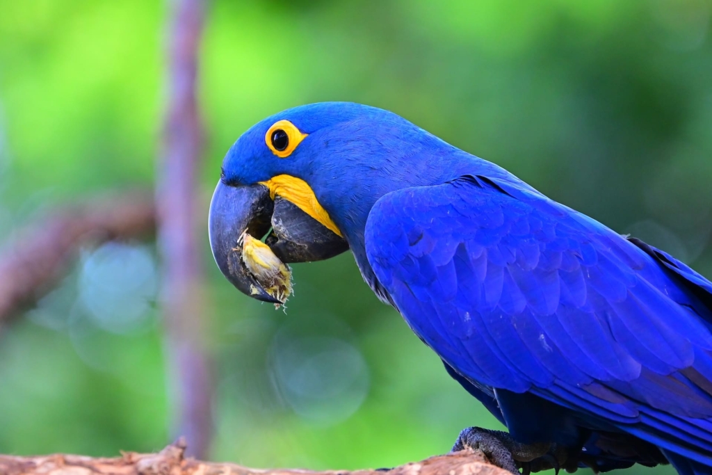 Macaws- Bird Species
