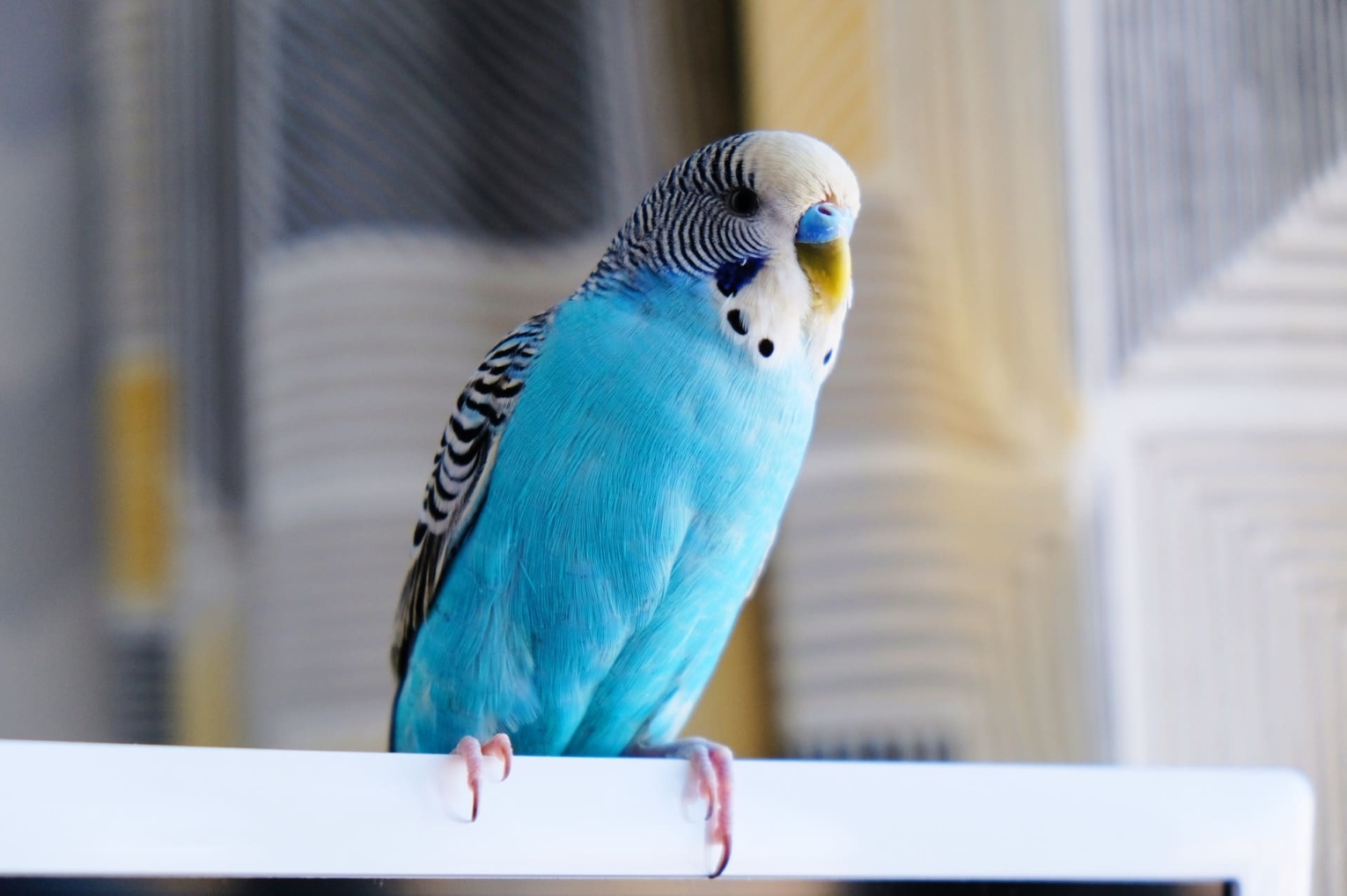 Parakeets | Characteristics, Prices, 16 Types, Colours, Facts, Care Tips, Health Issues 30 Parakeets Bird Profile