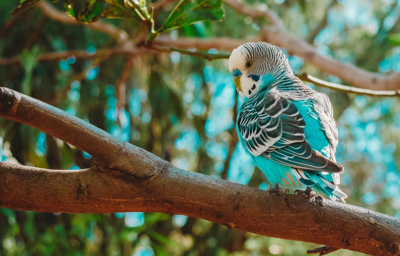 Parakeets | Characteristics, Prices, 16 Types, Colours, Facts, Care Tips, Health Issues 9 Parakeets Bird Profile